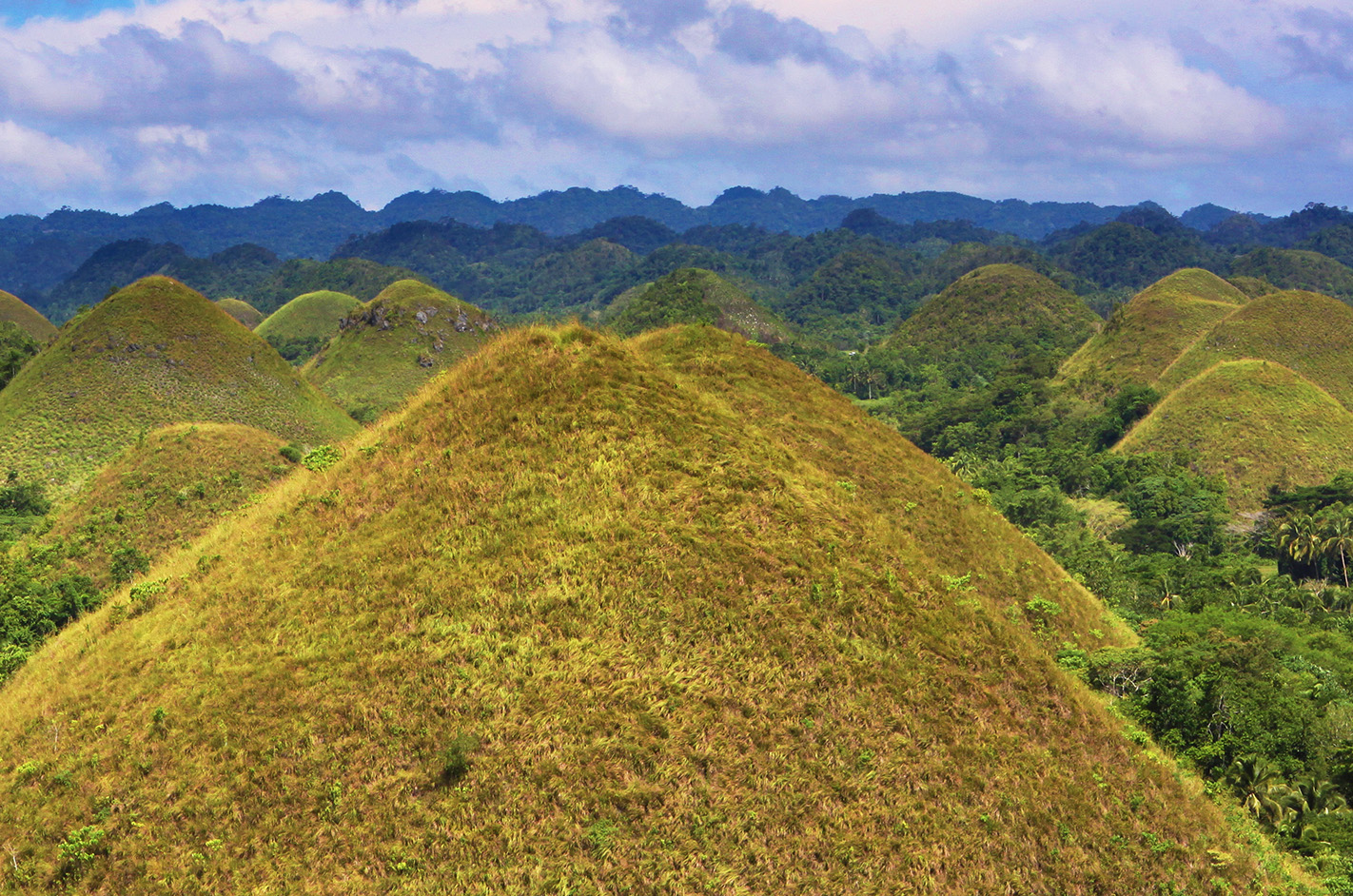 bohol tourism website